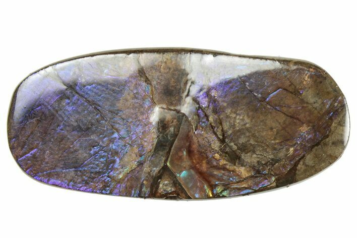 Iridescent Ammolite (Fossil Ammonite Shell) - Alberta #357397